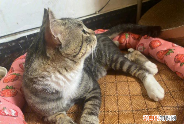 最便宜的宠物猫，什么宠物猫便宜好养