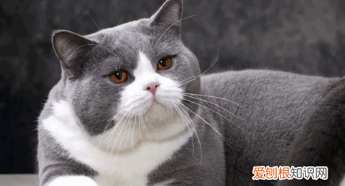 最便宜的宠物猫,什么宠物猫便宜好养