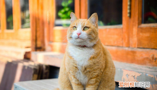 最便宜的宠物猫,什么宠物猫便宜好养