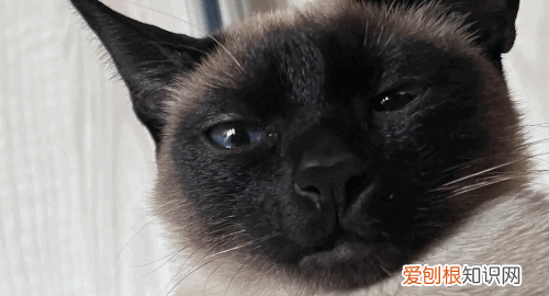 最便宜的宠物猫,什么宠物猫便宜好养
