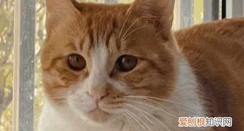 最便宜的宠物猫,什么宠物猫便宜好养