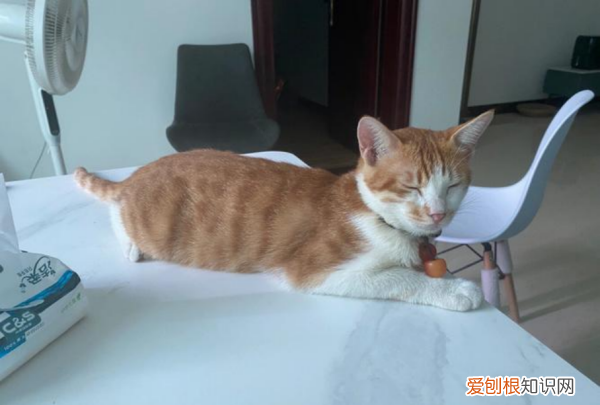 最便宜的宠物猫，什么宠物猫便宜好养