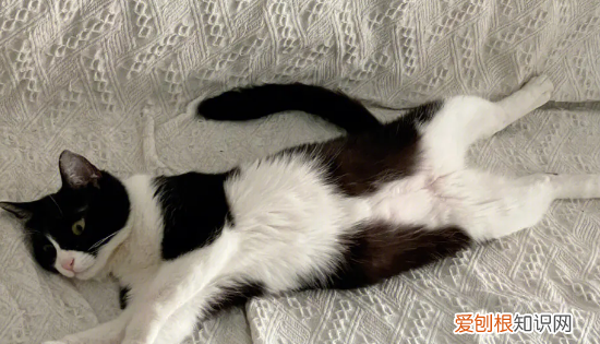 最便宜的宠物猫,什么宠物猫便宜好养