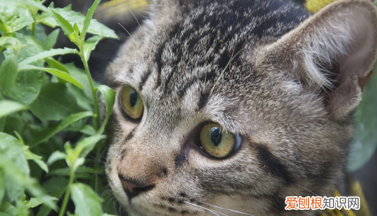 最便宜的宠物猫,什么宠物猫便宜好养