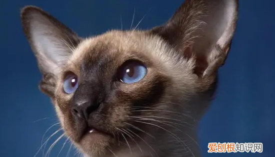 最便宜的宠物猫,什么宠物猫便宜好养