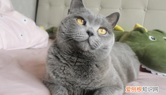 最便宜的宠物猫,什么宠物猫便宜好养