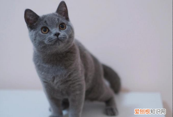 最便宜的宠物猫,什么宠物猫便宜好养