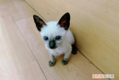 最便宜的宠物猫，什么宠物猫便宜好养