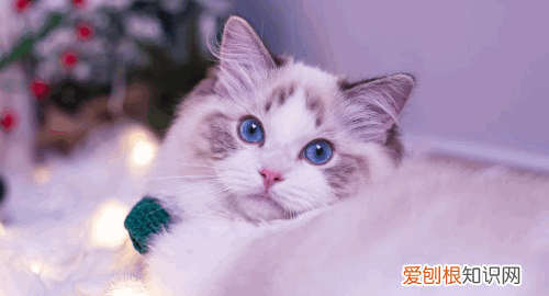 最便宜的宠物猫,什么宠物猫便宜好养