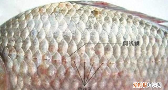 鱼类的触觉器官是 鱼类的感官系统