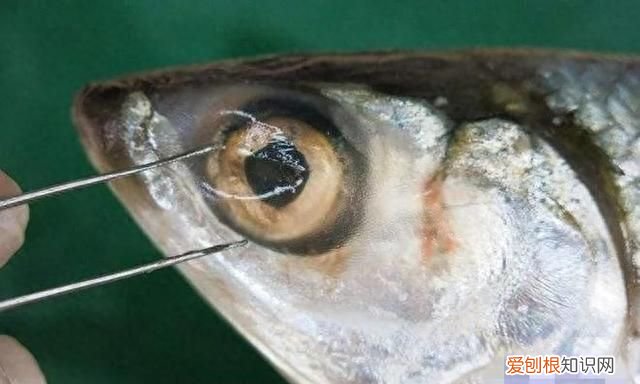 鱼类的触觉器官是 鱼类的感官系统