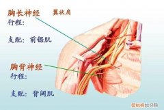 哪些神经属于周围神经