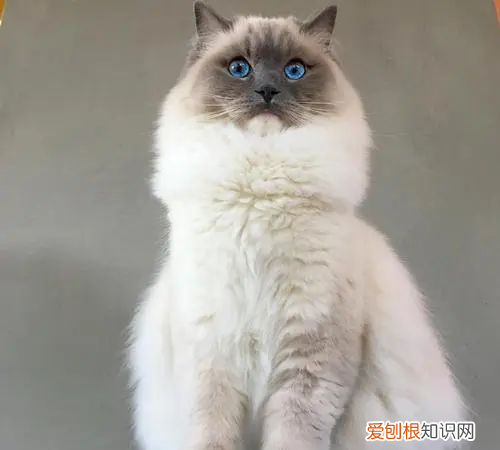 ?布偶猫毛色会变，重点色布偶会越来越黑