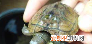 猪鼻龟烂身子怎么回事，猪鼻龟爪子变黄腐烂怎么冶