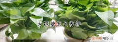大绿萝根怎么养，大绿萝怎么养护和浇水