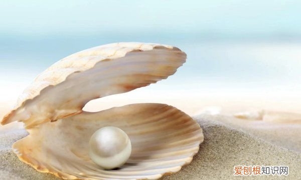 珍珠是怎么来的，珍珠是从哪里长出来的
