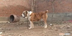 中亚牧羊犬适合家养，中亚牧羊犬好养活吗