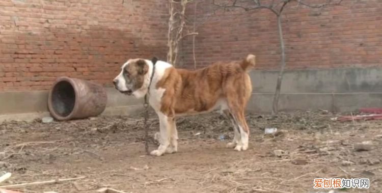 中亚牧羊犬适合家养，中亚牧羊犬好养活吗
