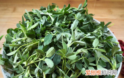 木须野菜能包饺子，苜蓿饺子馅做法大全视频