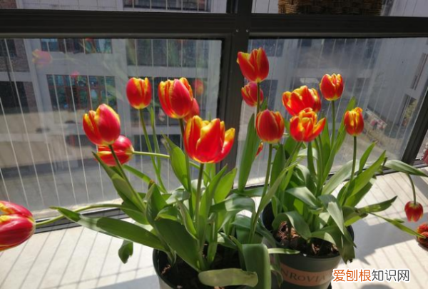 郁金香开花后怎么处理，郁金香开过花后如何处理视频教程