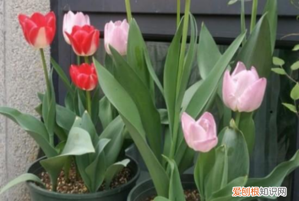 郁金香开花后怎么处理，郁金香开过花后如何处理视频教程