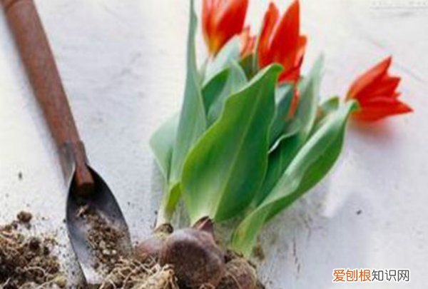 郁金香开花后怎么处理，郁金香开过花后如何处理视频教程