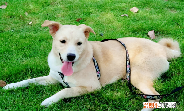 中国田园犬品种，中华田园犬为什么禁养