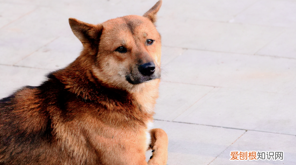 中国田园犬品种，中华田园犬为什么禁养