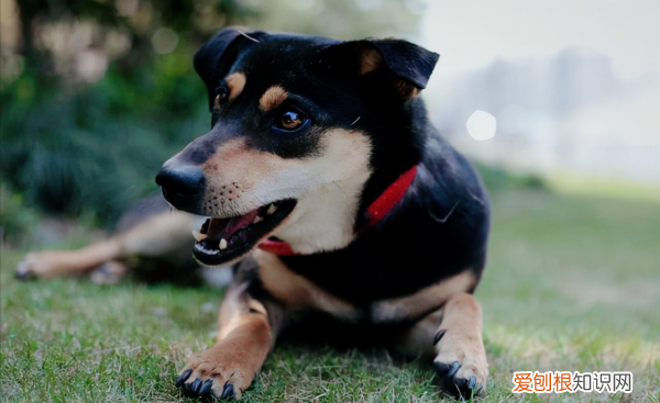 中国田园犬品种,中华田园犬为什么禁养