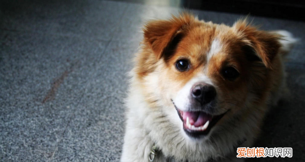 中国田园犬品种，中华田园犬为什么禁养