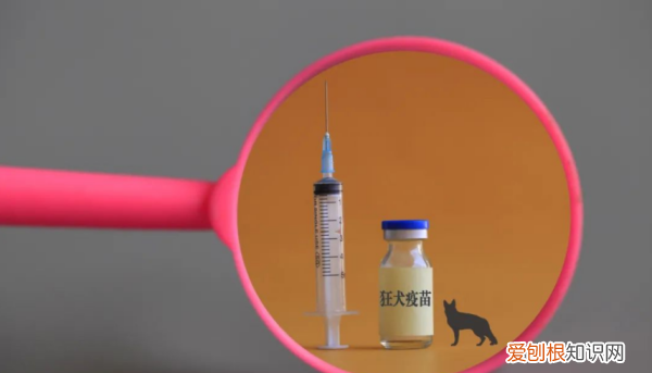 中国田园犬品种,中华田园犬为什么禁养