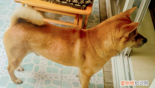中国田园犬品种,中华田园犬为什么禁养