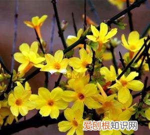 春天有什么鲜花开，春天开放的花都有哪些颜色