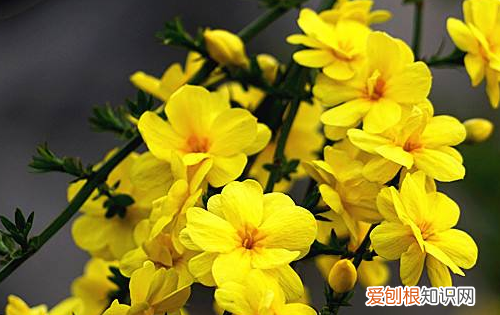 春天有什么鲜花开，春天开放的花都有哪些颜色