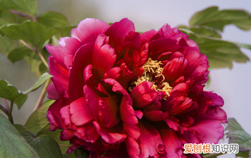 春天有什么鲜花开，春天开放的花都有哪些颜色