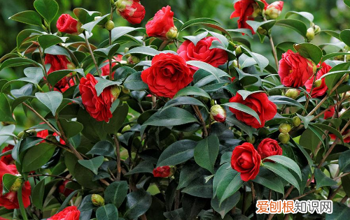 春天有什么鲜花开，春天开放的花都有哪些颜色