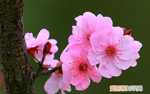 春天有什么鲜花开，春天开放的花都有哪些颜色