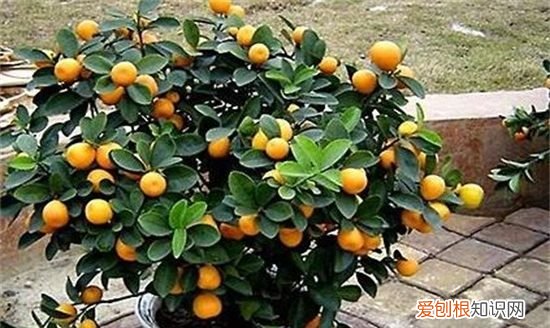 金桔修剪图解视频,金桔树春季怎么修剪