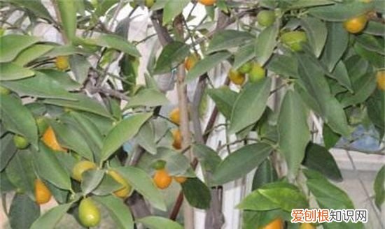 金桔修剪图解视频,金桔树春季怎么修剪