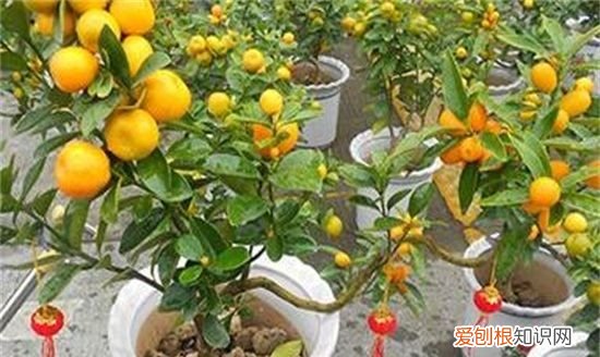 金桔修剪图解视频,金桔树春季怎么修剪