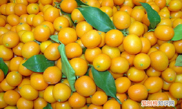 金桔修剪图解视频，金桔树春季怎么修剪