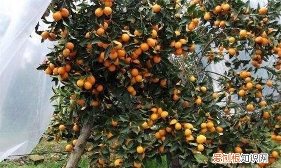 金桔修剪图解视频,金桔树春季怎么修剪