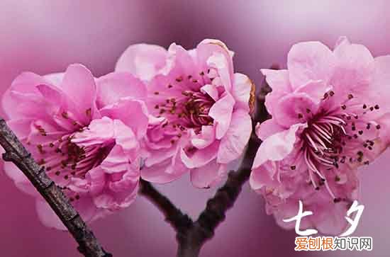 七夕情话最暖心短句 七夕情话最暖心句子