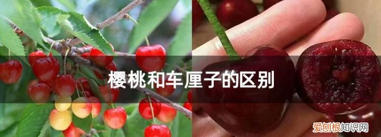 红樱桃和车厘子的区别,樱桃和车厘子的区别在哪里