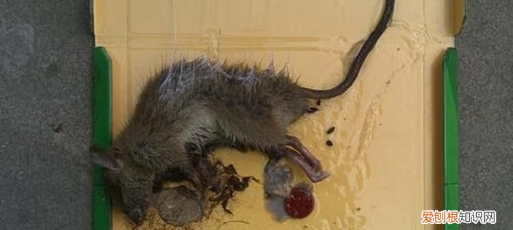 怎么快速清除家里老鼠，如何处理家里的老鼠蟑螂等