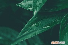 2023谷雨可以去寺庙吗 2023谷雨是不是祈福好日子吗