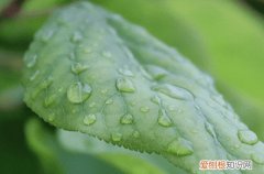谷雨立碑好吗 立碑有什么讲究
