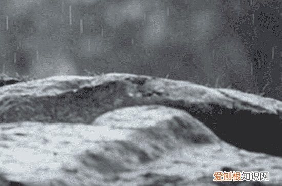 谷雨节气古诗大全 有哪些关于谷雨节气的诗词