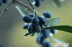 谷雨有什么爱情寓意 有什么关于谷雨的爱情传说