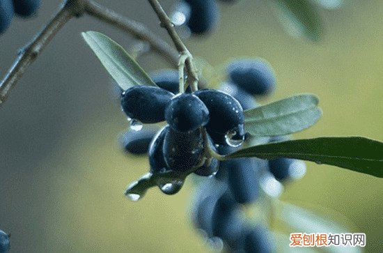 谷雨有什么爱情寓意 有什么关于谷雨的爱情传说